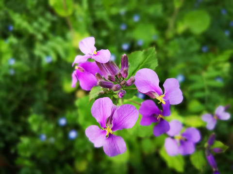 诸葛菜
