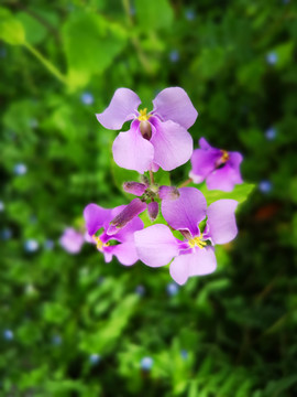 诸葛菜