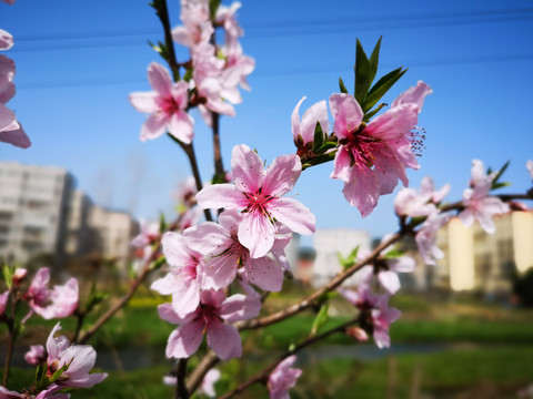 桃花