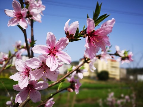 桃花
