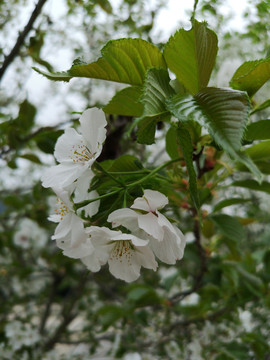 樱花