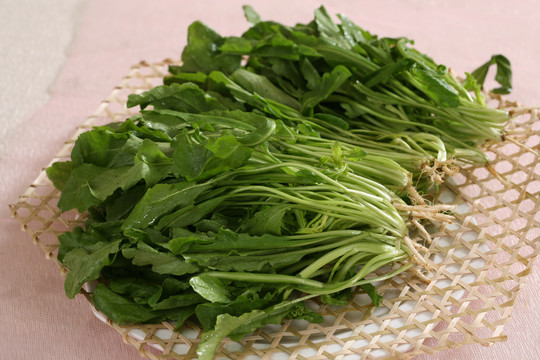 上汤野荠菜苗