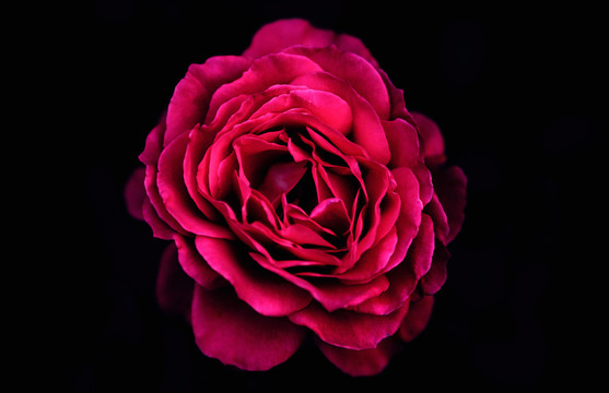 玫瑰花