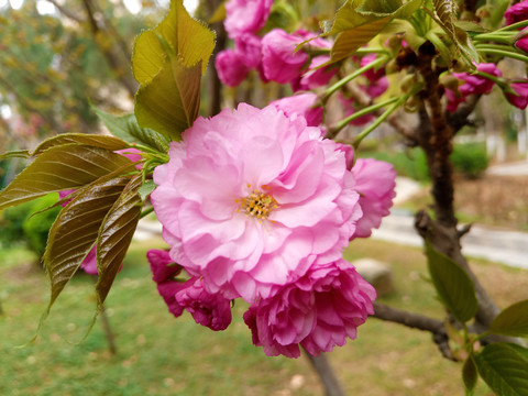 樱花