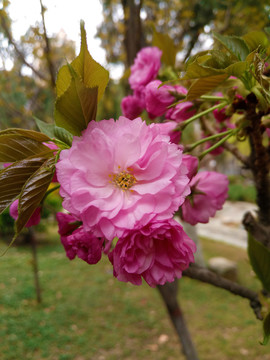 樱花