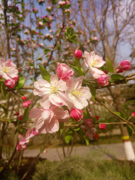 海棠花