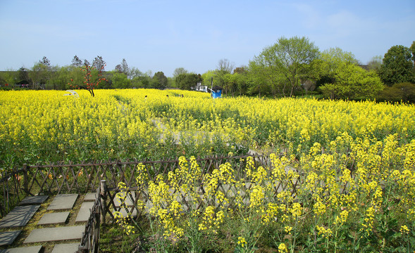 油菜花田