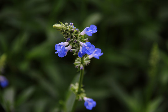 蓝花鼠尾草