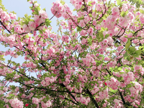 樱花