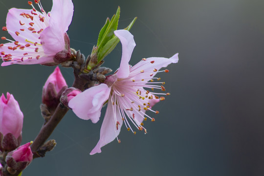侧面桃花