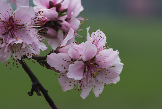 桃花