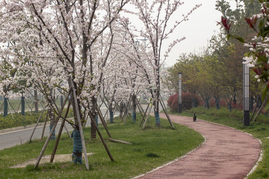 樱花