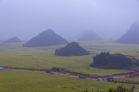 罗平油菜花