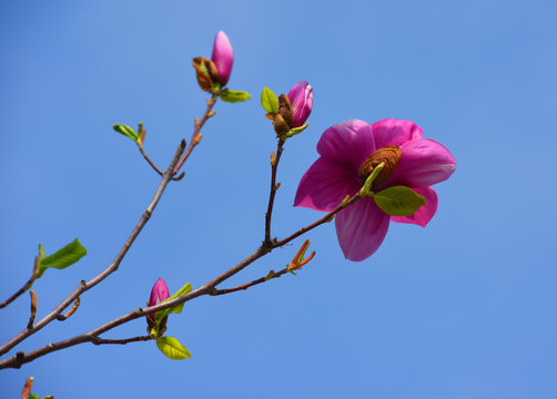 玉兰花