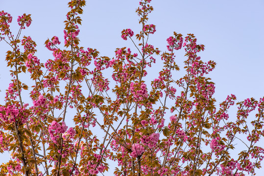 樱花