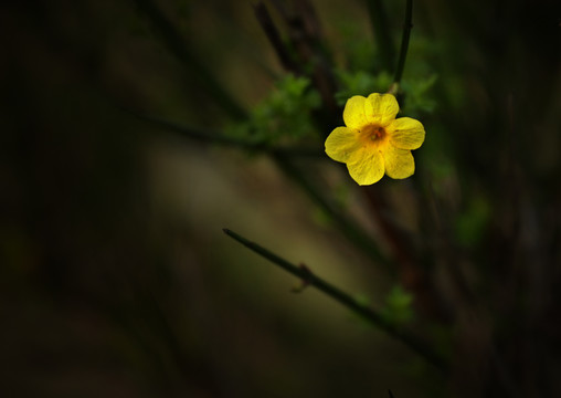 迎春花