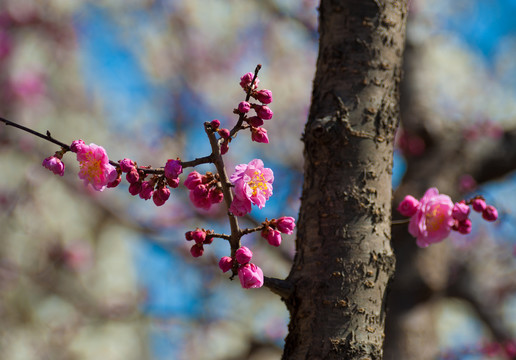 梅花