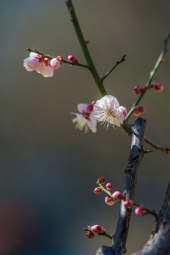 梅花