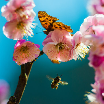 蝶恋花