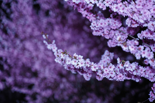 黑背景桃花