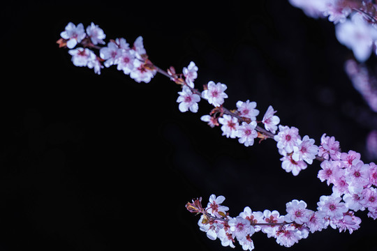 黑背景桃花