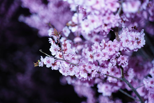 黑背景桃花