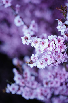 黑背景桃花