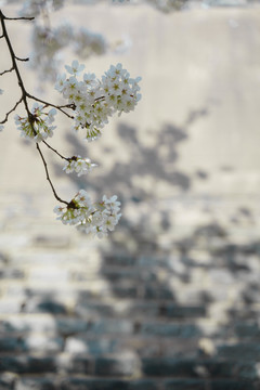 梨花古建筑