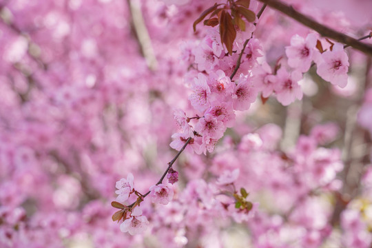 桃花