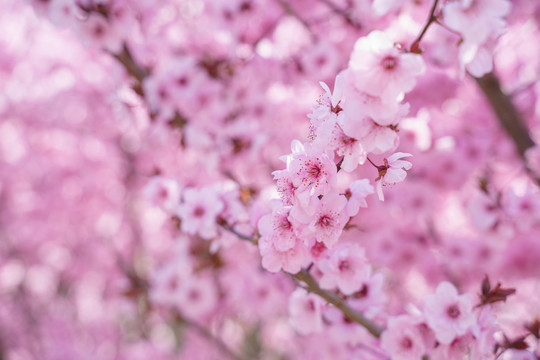 桃花