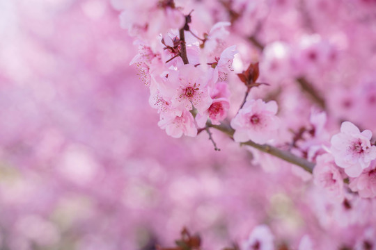 桃花