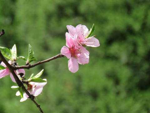 桃花