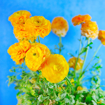 黄花花