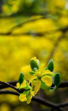 黄花金莲木背景图片