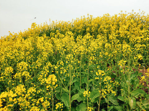 油菜花