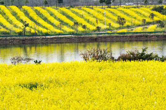 陕西汉中城固油菜花海