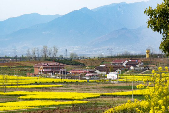 陕西汉中洋县油菜花海