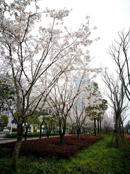 樱花盛开的城市绿地