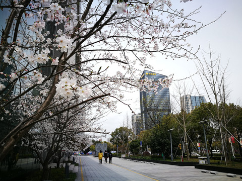 樱花盛开的城市绿地