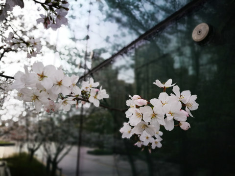 樱花盛开的季节