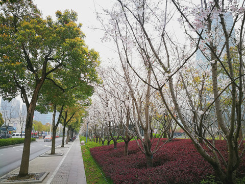 开满樱花的城市绿地