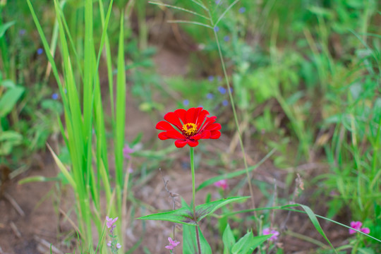百日菊