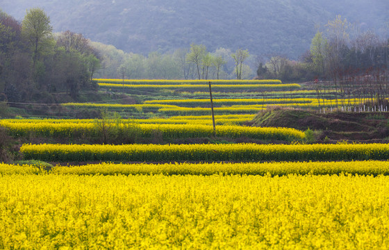 油菜花