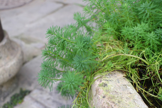 绿色的碎叶子植物