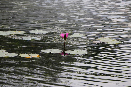 水中粉色睡莲