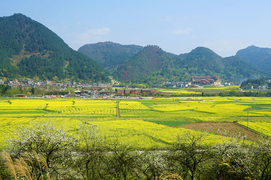 油菜花田