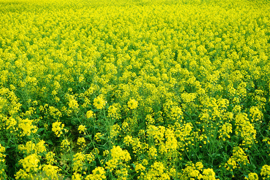 油菜花田