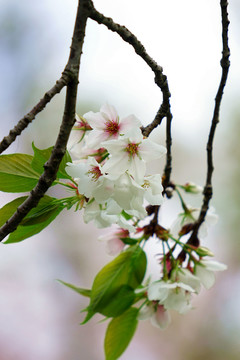 樱花