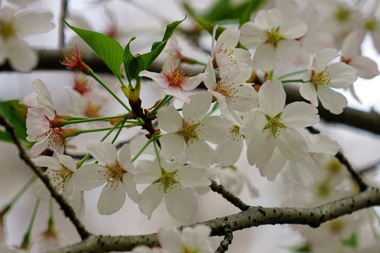 樱花