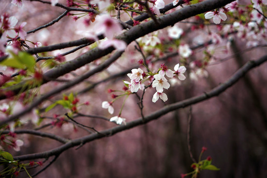 樱花林